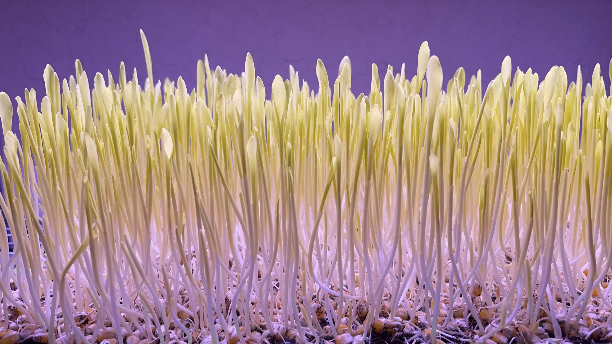 TRI-STAR MICRO FARM - Image 4