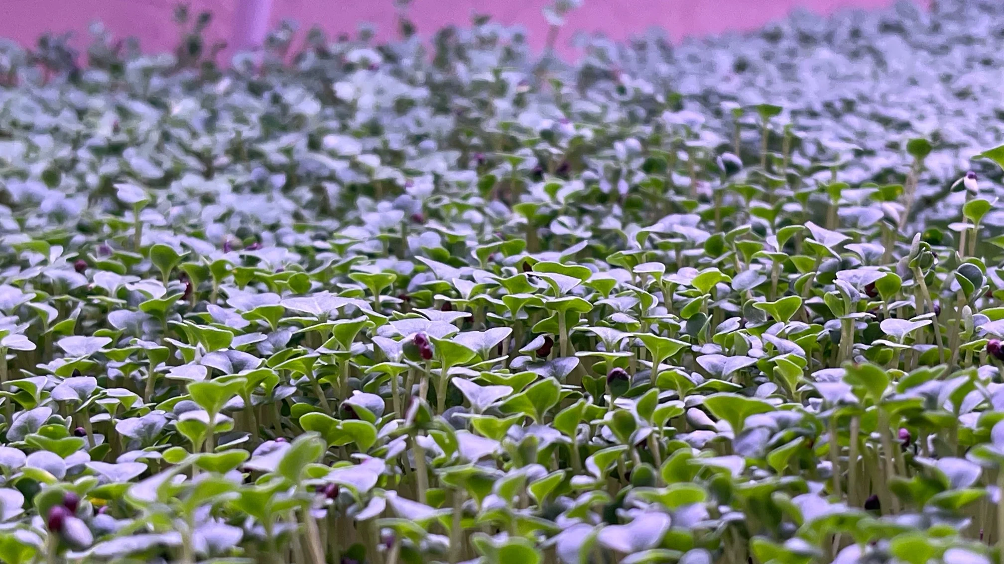 TRI-STAR MICRO FARM - Image 2