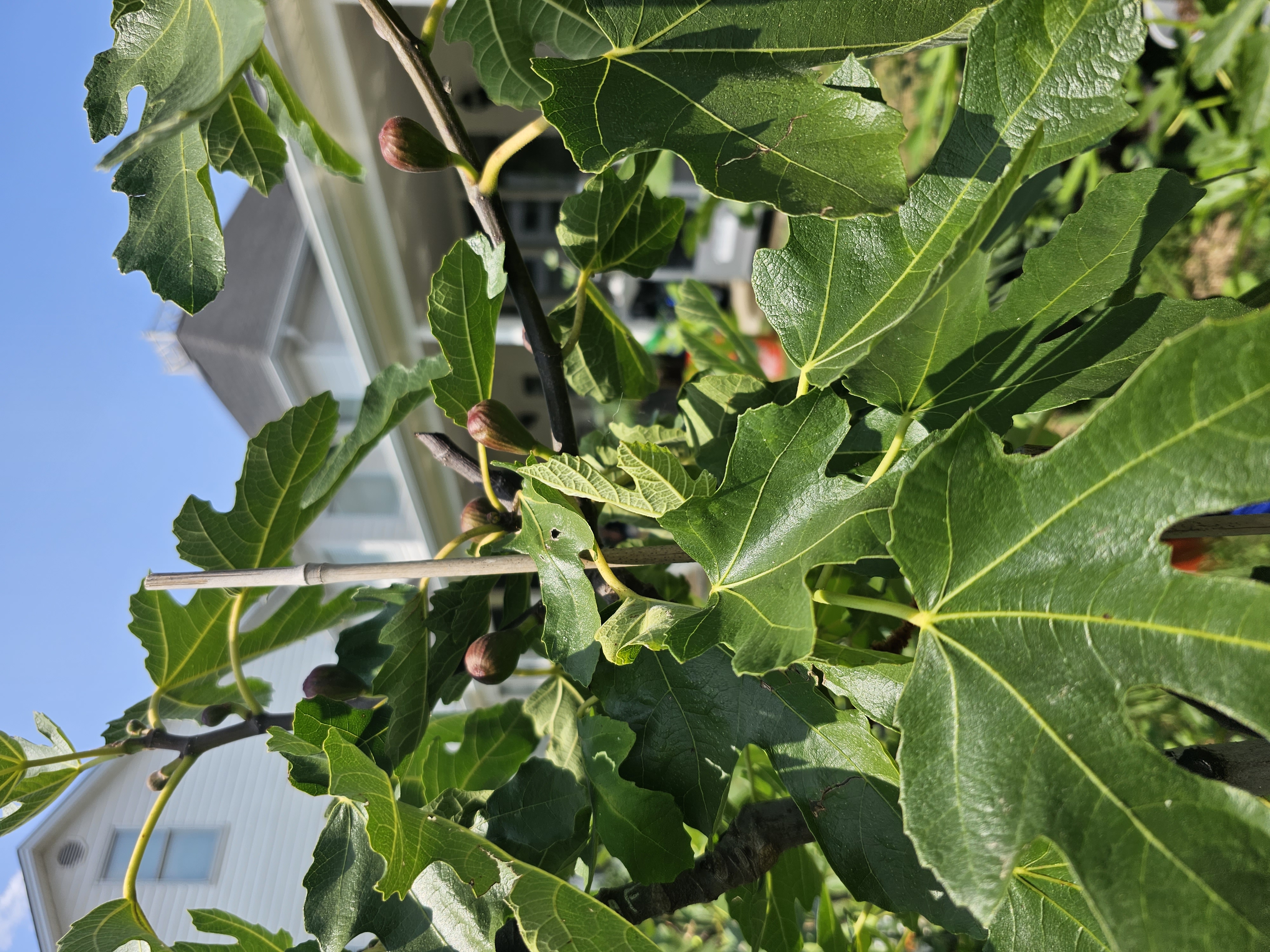 Fig Tree Lady