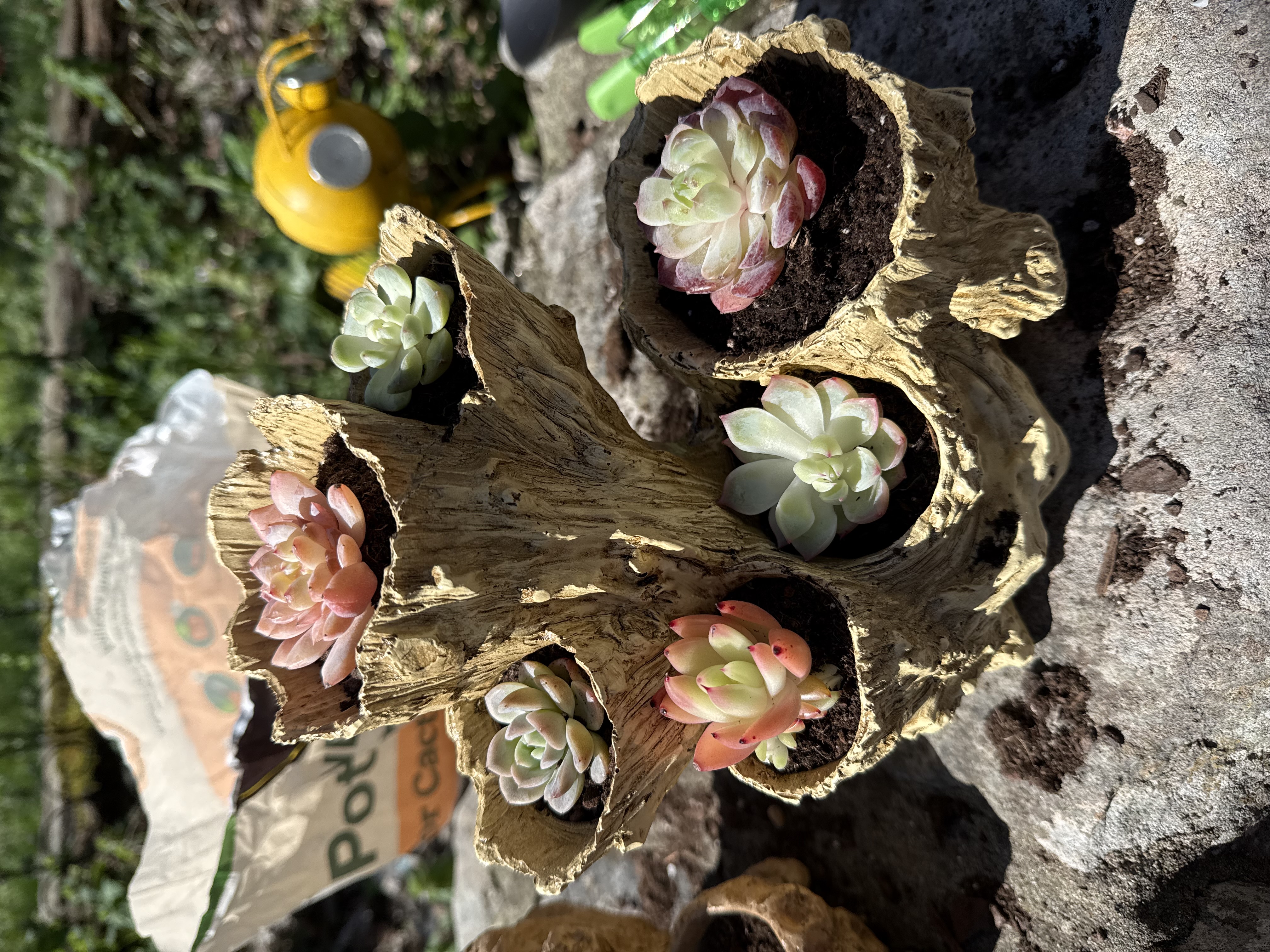 Succulent Lane