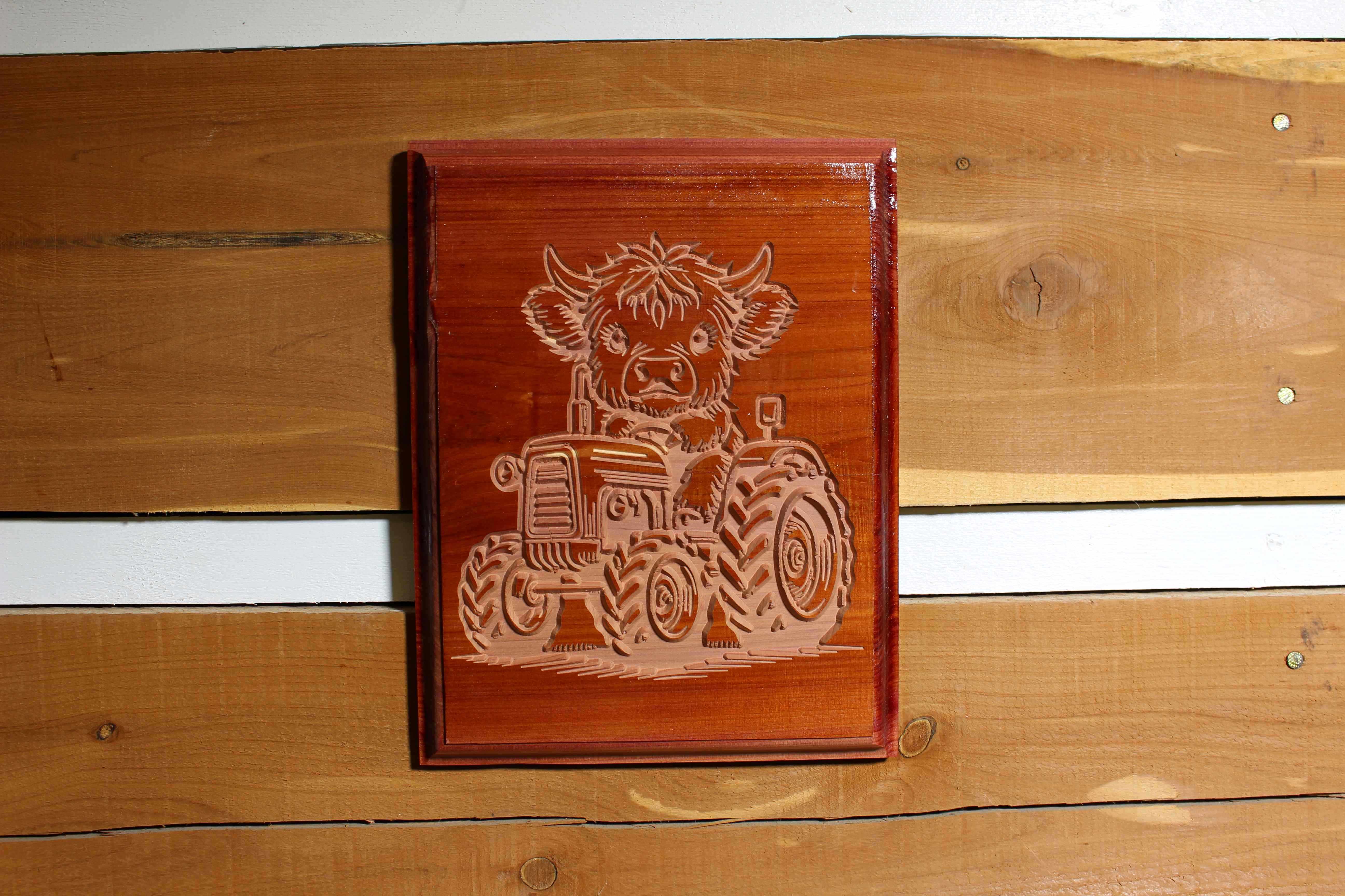 Highland Cow On A Tractor